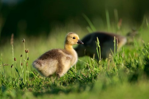 Chick of the Canada Goose