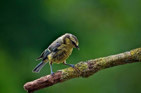 Wet Juvenile Blue Tit on Perch