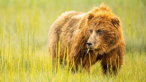 A large Alaskan Grizzly bear looks over to check her cubs while grazing