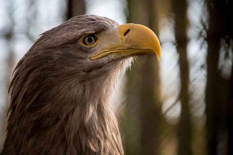 Eagle