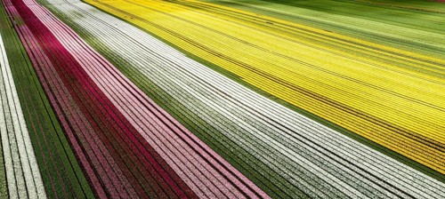 Aerial from blossoming tulip fields in the Chile near Osorno