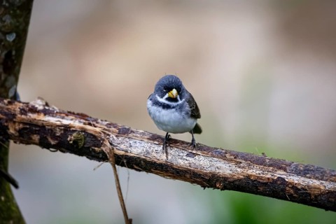 Close-up of a Double-collared seedeater perched on a branch, against defocused background, side
