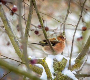 Closeup of a male chaffinch sitting in a snow covered apple tree