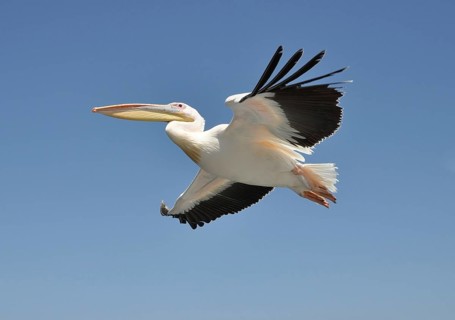 Low flying pelican with blue skies of the Namibia coast