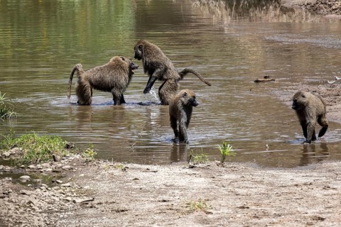 Side view of two fighting baboons in the river
