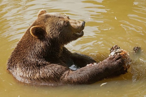 Brown bear with open mouth sitting in water looking right