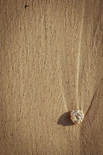 Vacation Image Of Single Piece Of Coral On A Sandy Beach