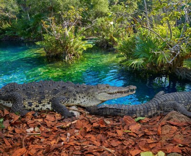 Crocodile in Mexico Riviera Maya lagoon photomount