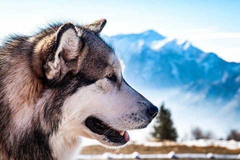 Alaskan malamute close-up of the head