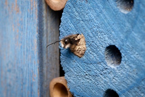 A horned mason bee hatches from its clay-sealed brood cavity in an insect hotel in early March