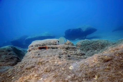 Underwater Scene Sunlight, fish Underwater Life