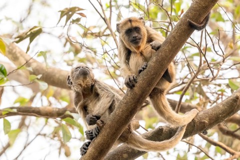 Black howler (Alouatta), juvenile, Pantanal, inland, wetland, UNESCO Biosphere Reserve, World