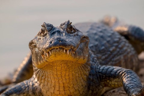 Caiman (Caimaninae), Crocodile (Alligatoridae), crocodile (Crocodylia), animal portrait, eye