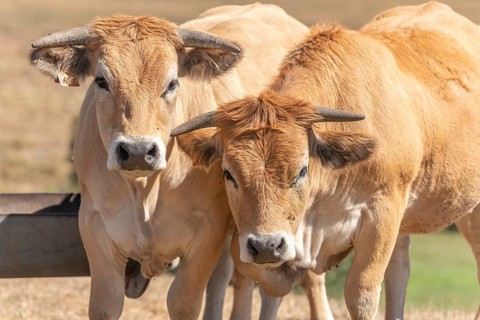 Two Aubrac cows together in pasture in summer. Aubrac, France, Europe