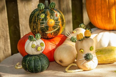 Several pumpkins differently carved and painted, representing funny cat faces, borken, münsterland,