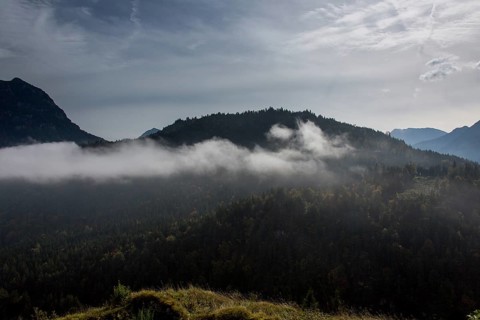 Fog in the mountain forest