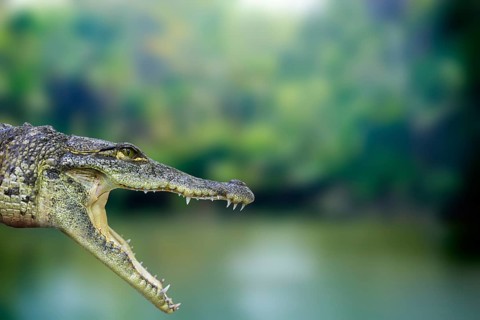 Crocodile photomount in Riviera Maya of Mayan Mexico