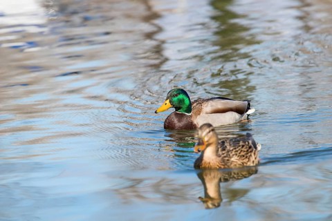 Wild ducks Mallard Male and Female Anas platyrhynchos