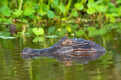 Spectacled caiman (Caiman crocodilus yacara), Crocodile (Alligatoridae), crocodile (Crocodylia),