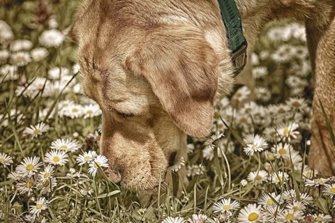 Dog sniffing chamomile flowers in the field Varna, Bulgaria, Europe