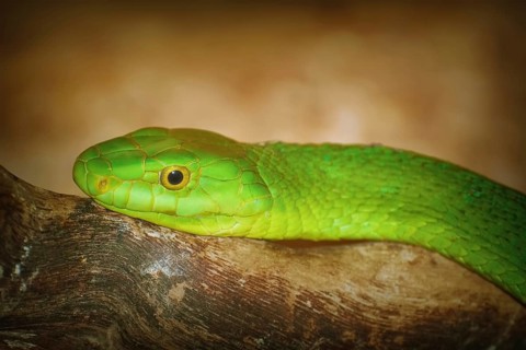 Eastern Green Mamba on the Branch of Tree Varna, Bulgaria, Europe
