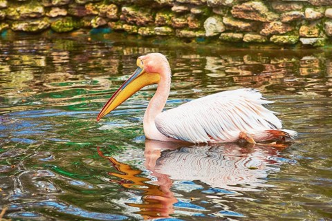 Pink Pelican Swims in the Pond Varna, Bulgaria, Europe