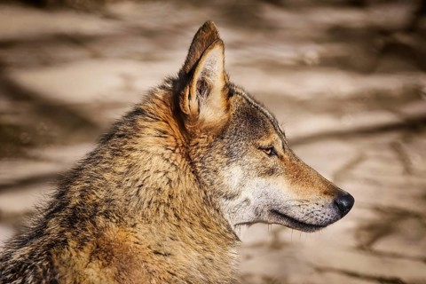 Portrait of the Wolf Looking Ahead Varna, Bulgaria, Europe