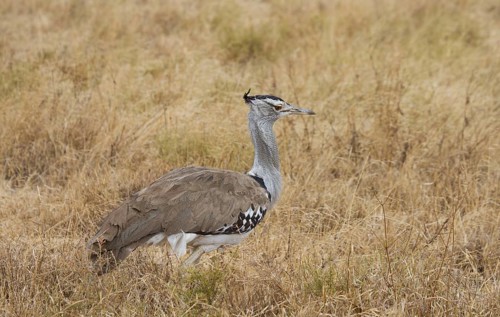 Kori Trappe, Ngorongoro Crater, Tanzania, Africa Tanzania, Africa