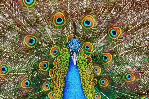 Portrait Of The Peacock During Courtship Display Varna, Bulgaria, Europe