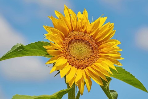 Blooming Sunflower with Bee on It Bulgaria