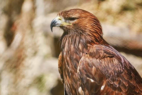 Close up Portrait of Golden Eagle (Aquila Chrysaetos Canadensis) Varna, Bulgaria, Europe