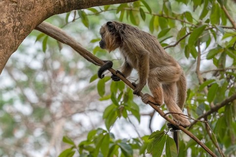 Black howler (Alouatta), juvenile, Pantanal, inland, wetland, UNESCO Biosphere Reserve, World