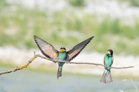 Merops apiaster, italy