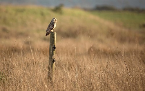 Wild Owl in Nature, Color Image, Northern California, USA, North America