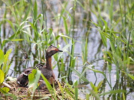 Horned Grebe and babies in Saskatchewan Canada