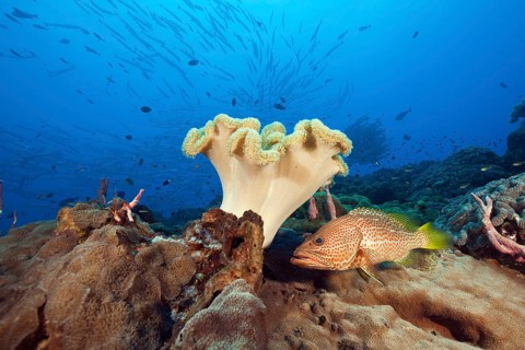 Pointed grouper in the reef, Anyperodon leucogrammicus, Kimbe Bay, New Britain, Papua New Guinea,