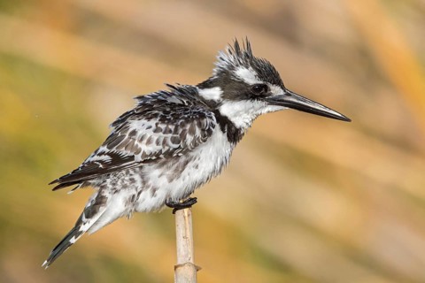 Grey kingfisher, (Ceryle rudis), Alcyon pie, family of kingfishers, animals, birds, Israel, Asia