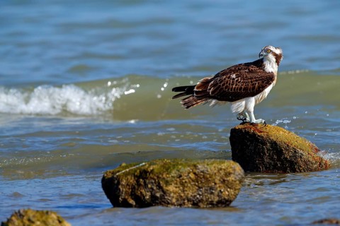 An osprey looking for food, (Pandiaon haliaetus), family of birds of prey, biotope, habitat,