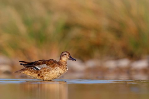 Teal, (Anas crecca), biotope, habitat, foraging, waters, animals, birds, ducks, ducks Salalah,