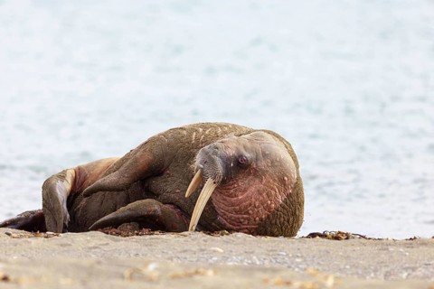 Walrus, (Odobenus rosmarus), (Trichechus rosmarus), animals, mammals, Spitsbergen, Longyearbyen,