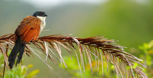 Tiputip, White-browed Coucal, (Burchells Coucal), Centropus superciliosus burchelli, White-browed