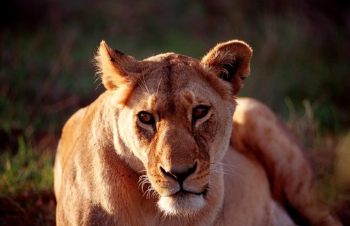 Female lion, lion, Panthera leo, South Africa, Schotia Game Park, Africa