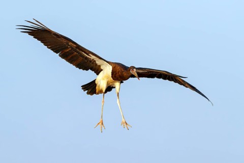 Abdim's stork, rain stork, Abdim, (Ciconia abdimii), African stork species, family of storks,