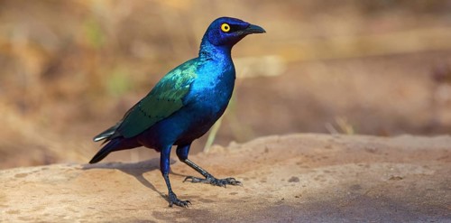 Purple glossy starling, (Lamprotornis purpureus), Africa, Gambia, Tendaba camp / Tendaba photo hid,
