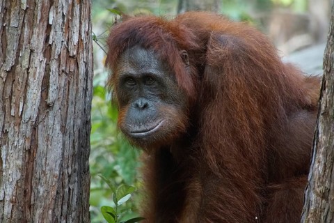 Animal, animals, mammal, mammals, orangutans, Borneo, primates, great apes