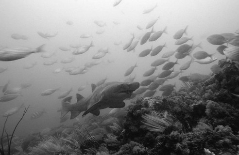 Sand tiger, Odontaspis taurus, South Africa, Port Elizabeth, Ibhayi, Madiba Bay, Indian Ocean,