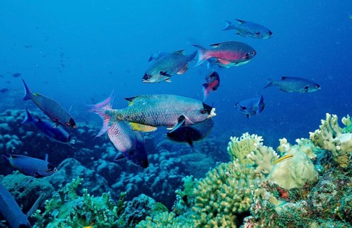 Creole wrasse, Clepticus parrai, Netherlands Antilles, Bonaire, Caribbean, Caribbean Sea