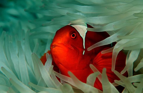 Spiny Amphiprion Pacificus, Premnas aculeatus, Papua New Guinea, Pacific Ocean, Oceania