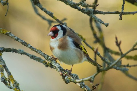 Goldfinch (Carduelis carduelis)