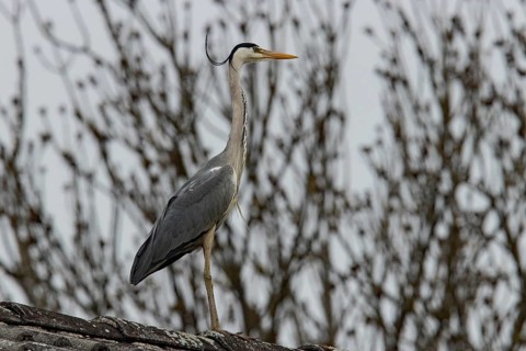 Grey heron (Ardea cinerea)
